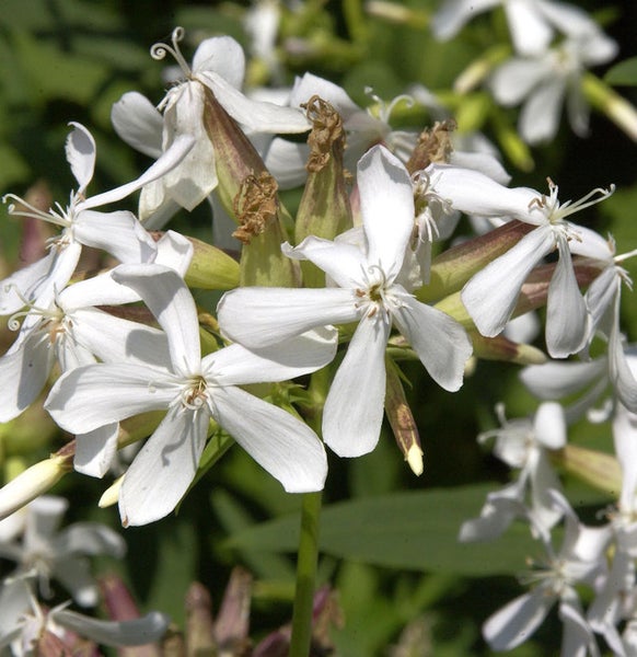 Nahaufnahme weißer Kuckucks-Lichtnelkenblüten
