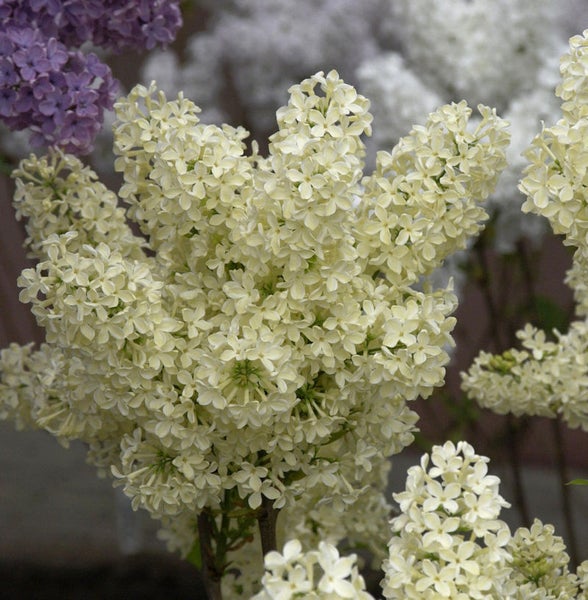 Blütenstand von Flieder