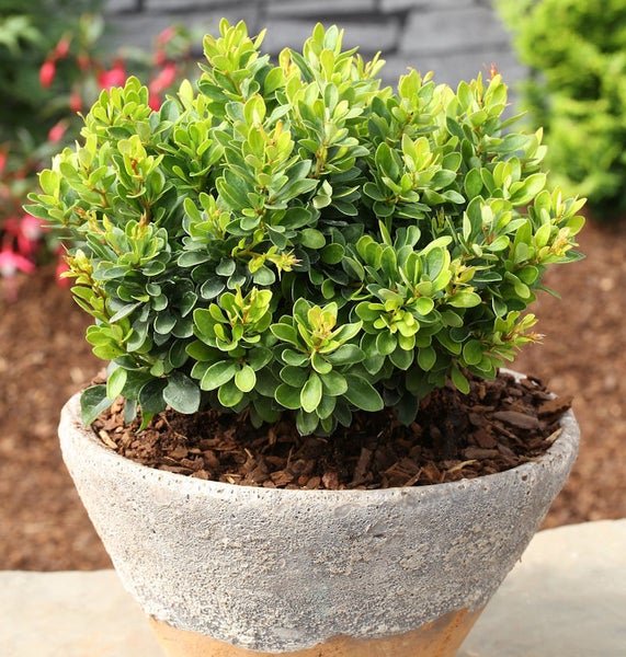 Buchsbaumkugel im Topf