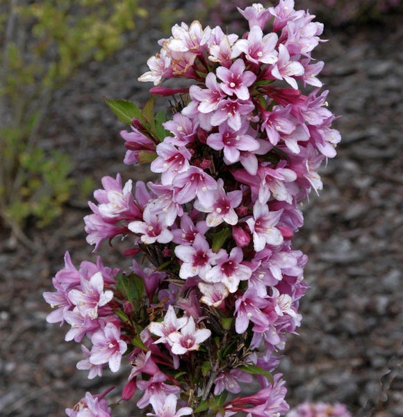 Nahaufnahme einer Weigelie mit Blüten