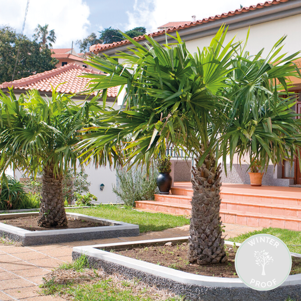 Bloomique - Trachycarpus Fortunei - Chinesische Hanfpalme - Palmen Winterhart Draußen - Höhe 70-80 cm - Topf 24 cm