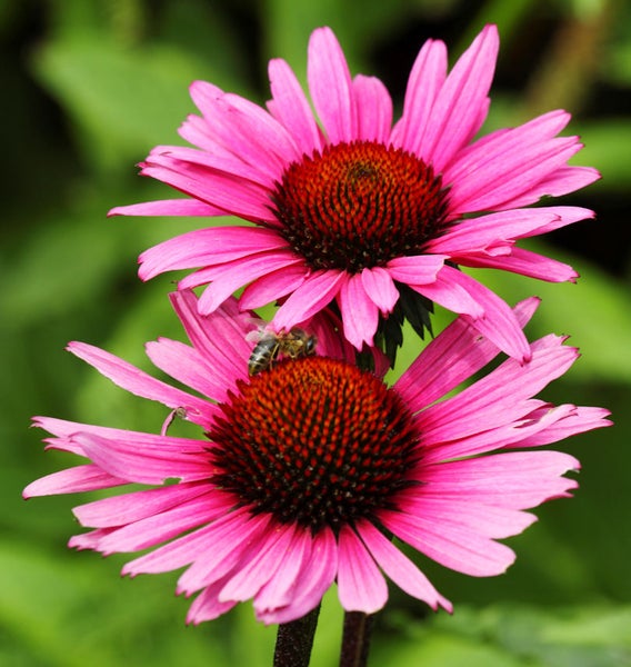 Zwei rosa Kegelblumen mit einer Biene