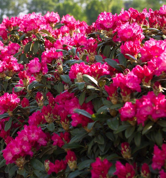 Blühender Rhododendron im Garten