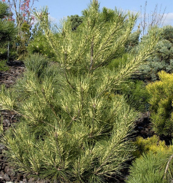 Japanische Mädchenkiefer 'Goldilocks' im Garten.