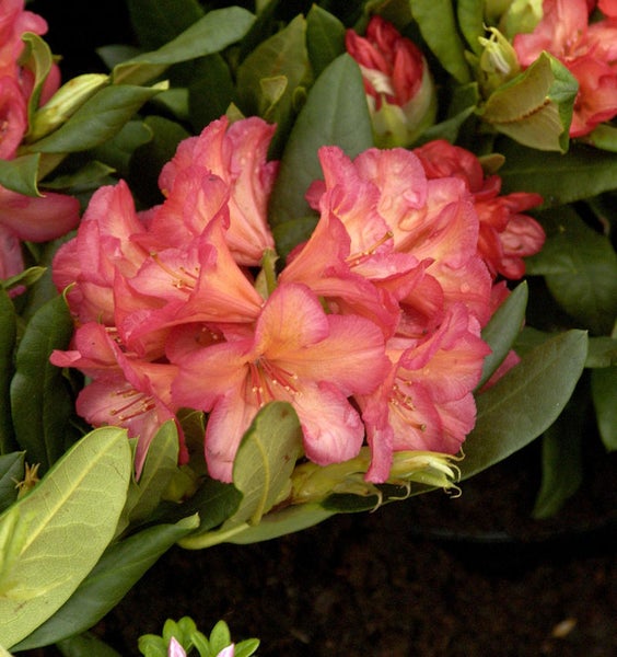 Nahaufnahme einer Gruppe rosafarbener Rhododendronblüten mit grünen Blättern