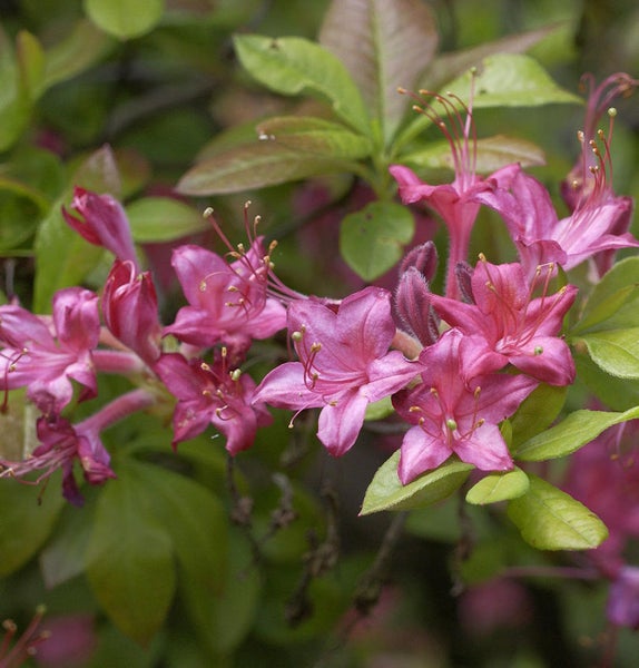 Nahaufnahme von rosa blühender Azalee mit grünen Blättern