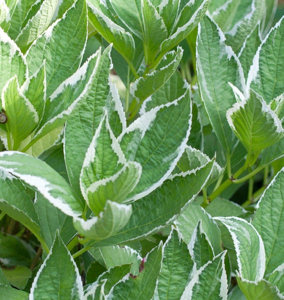 Detailaufnahme einer Hortensie mit grünen, weißrandigen Blättern.