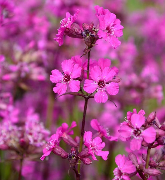Nahaufnahme von Kuckucks-Lichtnelke Blumen