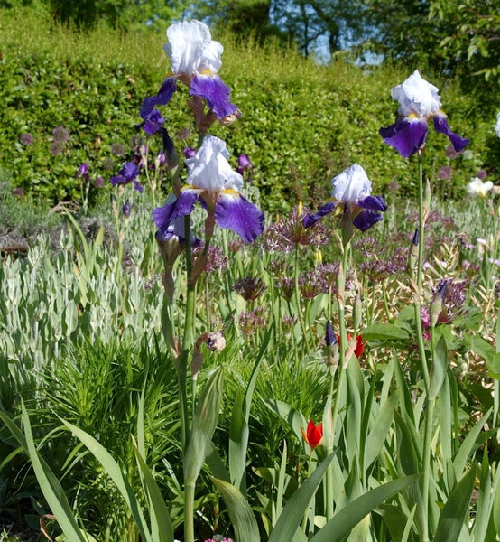 Irispflanzen in einem Gartenbeet mit grünen Pflanzen