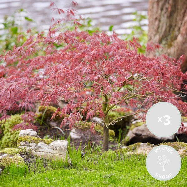 3x Acer 'Amagi Shigure' – Japanischer Ahorn – Strauch – Pflegeleicht – ⌀13cm - ↕25-35cm