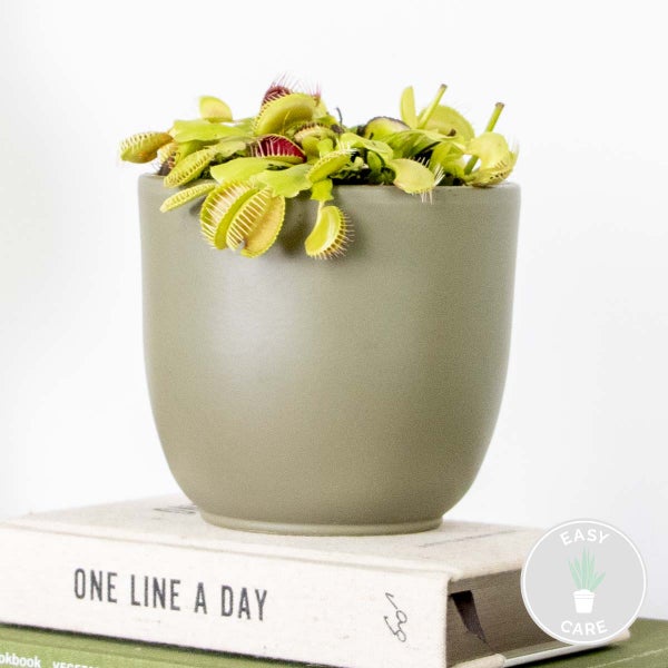 Bloomique - Dionaea Muscipula - Venusfliegenfalle - Fleischfressende Pflanzen - Höhe 10-15 cm - Topf 12 cm