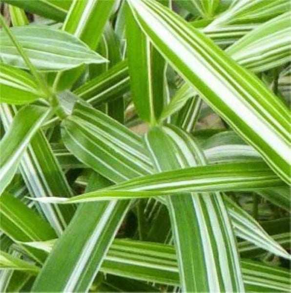 Bild von Ziergras mit länglichen Blättern