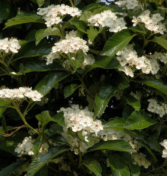 Im Bild ist ein immergrüner Feuerdorn mit weißen Blüten und grünen Blättern zu sehen.
