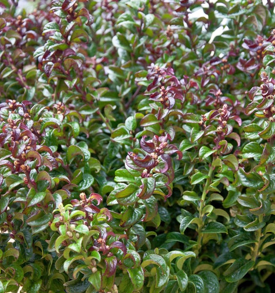 Nahaufnahme einer Spirale Stechpalme als Gartenpflanze