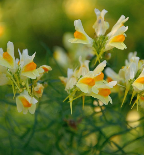 Nahaufnahme von gewöhnlichem Leinkraut