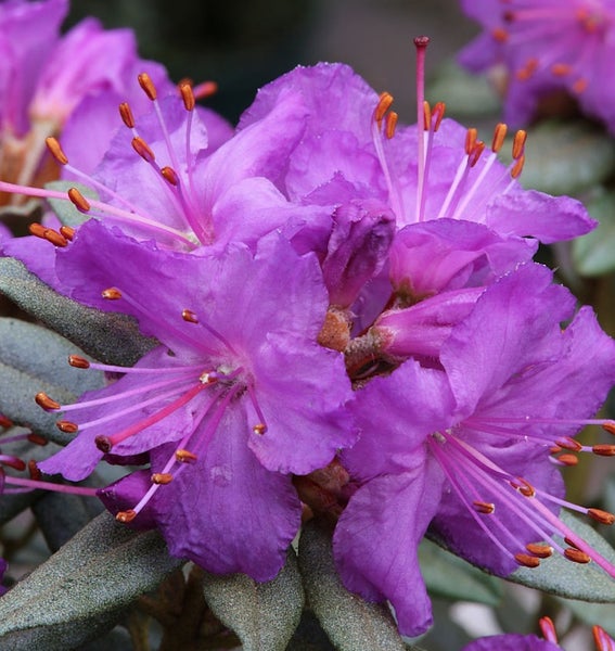 Nahaufnahme einer violetten Rhododendronblüte
