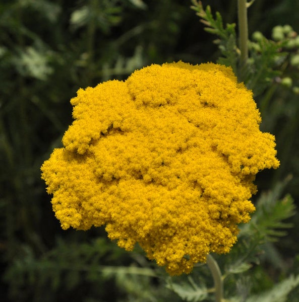 Blüte einer Schafgarbenpflanze