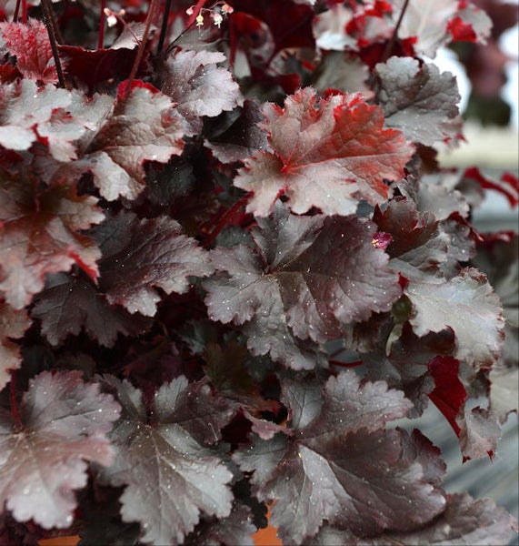 Purpurglöckchen Pflanze mit Blättern