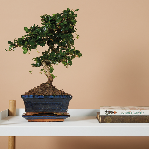 Bloomique - Bonsai Carmona - S-Form - Bonsaibaum - Zimmerpflanzen - Höhe 20-30 cm - 15 cm breit - inklusive Keramiktopf und Schale