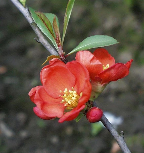 Nahaufnahme von Zierquittenblüten auf einem Ast.
