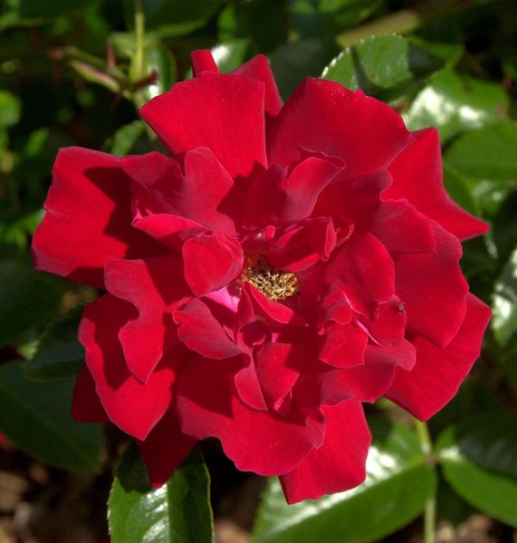 Nahaufnahme einer roten Rosenblüte