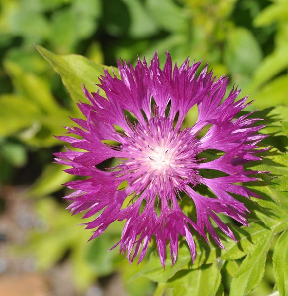 Nahaufnahme einer Kornblume im Garten