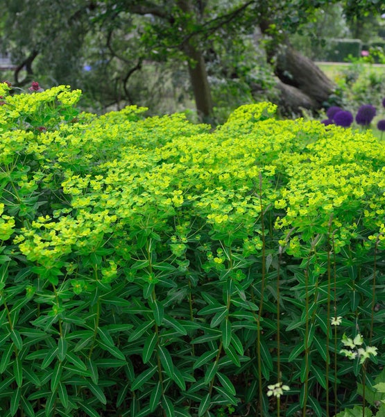 Euphorbia Pflanzenbeet im Garten.