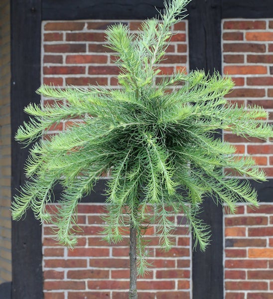 Formschnitt-Gehölz vor einer Ziegelwand