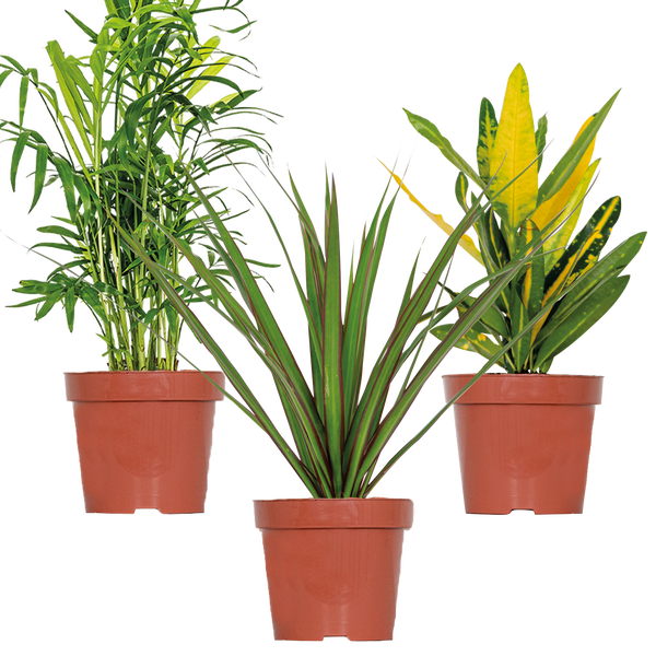 3x Tropische Zimmerpflanzenmischung – Dracaena-Chamaedorea-Codiaeum –⌀12 cm – ↕ 25-40 cm