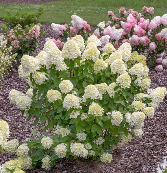 Rispenhortensie im Garten