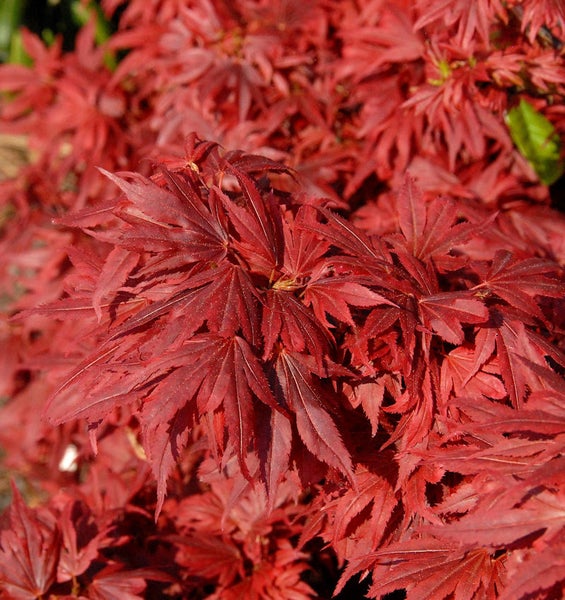 Nahaufnahme eines japanischen Ahorns mit roten Blättern