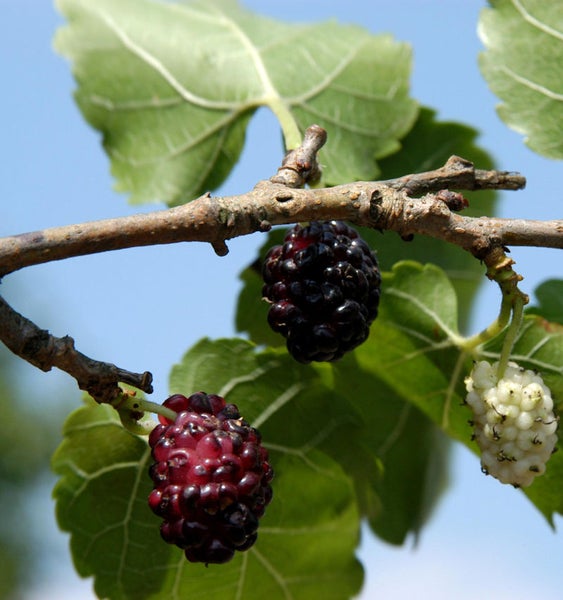 Nahaufnahme von Maulbeeren am Ast mit Blättern