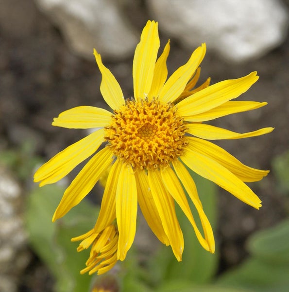 Gelbe Arnika Blüte Nahaufnahme