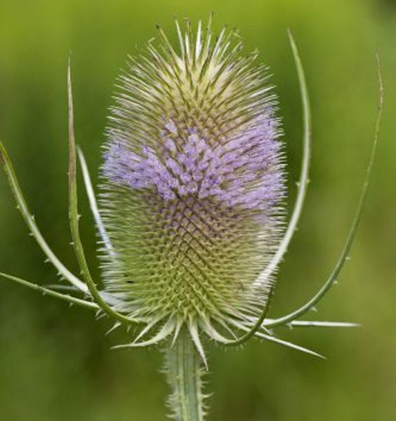 Nahaufnahme einer Karde mit violetten Blüten