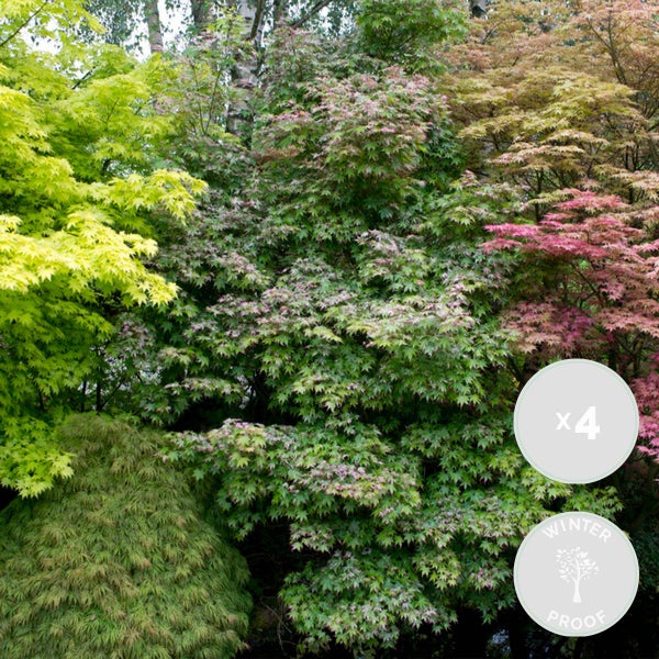 4x Acer Mix - Orange Dream - Going Green - Schmetterling - Atropurpureum – ⌀10,5 cm - ↕25-30 cm