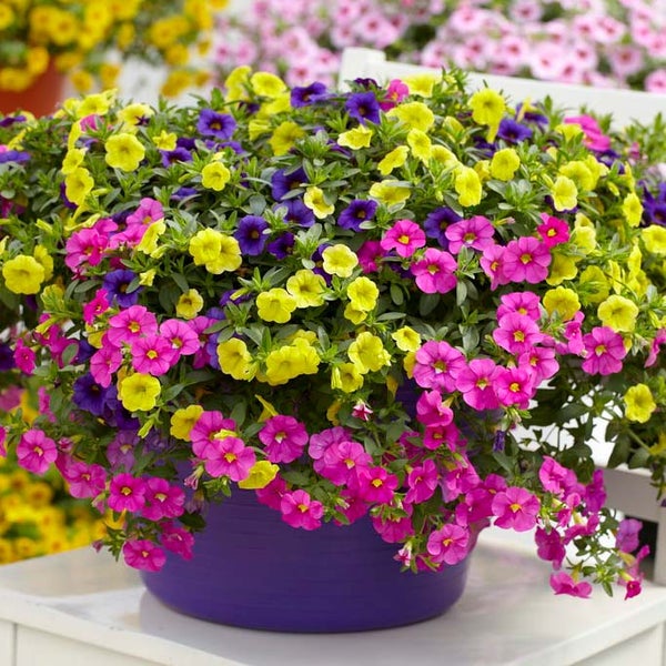 Bloomique - 6er-Mix - Calibrachoa - Kleinstblütige Petunien - Farb-Mix - Beetpflanzen - Gartenpflanzen - 15-20 cm Hoch - Topf 10,5 cm