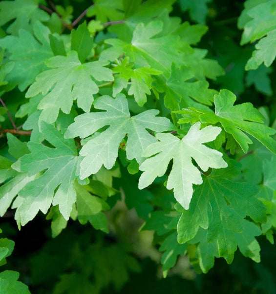 Blätter eines Ahornbaums