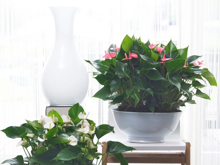Bloomique - Anthurium Andreanum - Rosa - Flamingoblume - Blühende Zimmerpflanzen - Pflegeleicht - Höhe 30-40 cm - Topf 12 cm