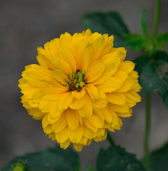 Gelbe Gartenstaude im Detail
