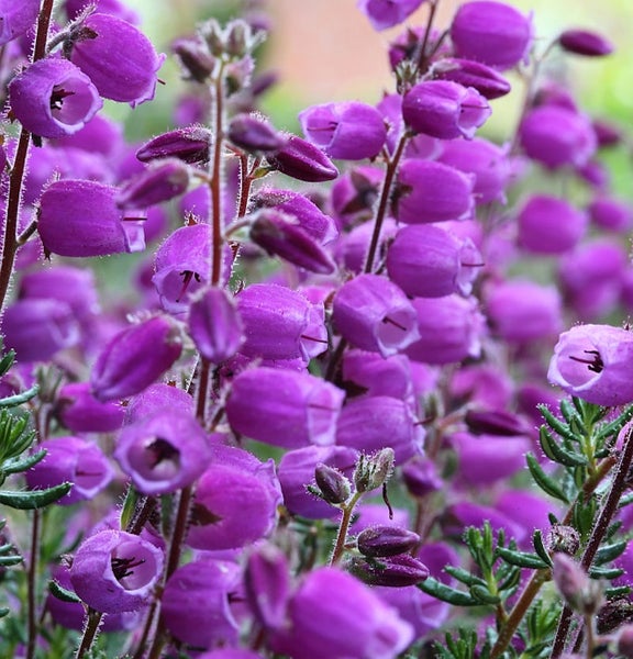 Nahaufnahme von Glockenheide mit glockenförmigen Blüten