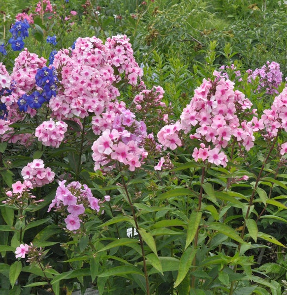Flammenblumen mit Blättern im Garten