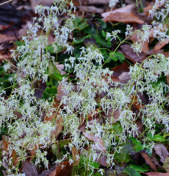 Blühende Graslilien im Gartenbeet