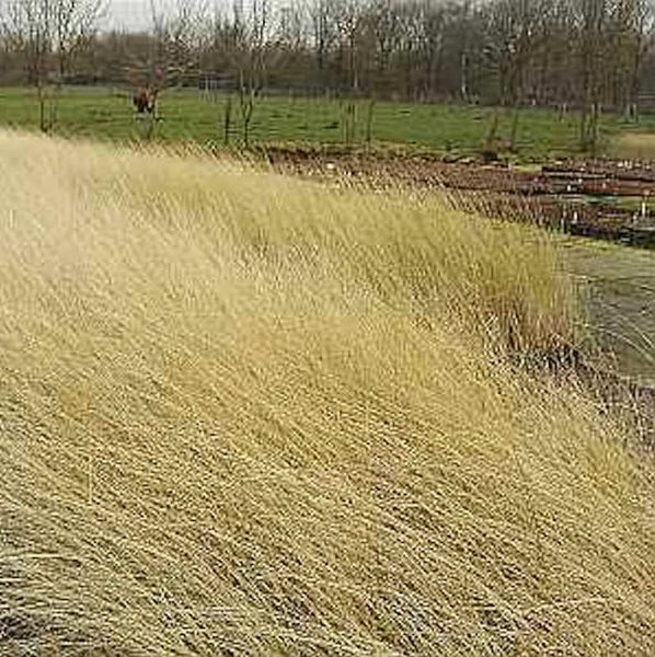 Detailaufnahme von Pfeifengras im Außenbereich