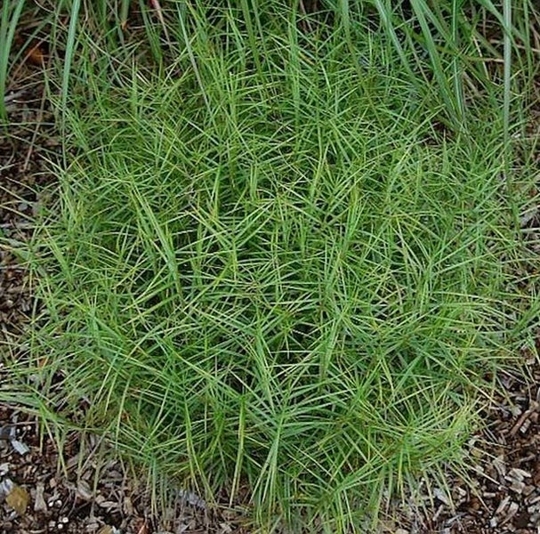 Japanische Rasen-Simse, eine Grasart für den Garten