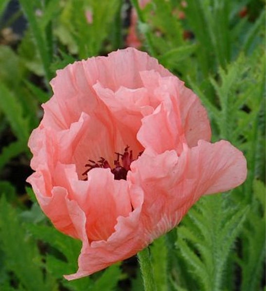 Nahaufnahme einer rosafarbenen Mohnblume