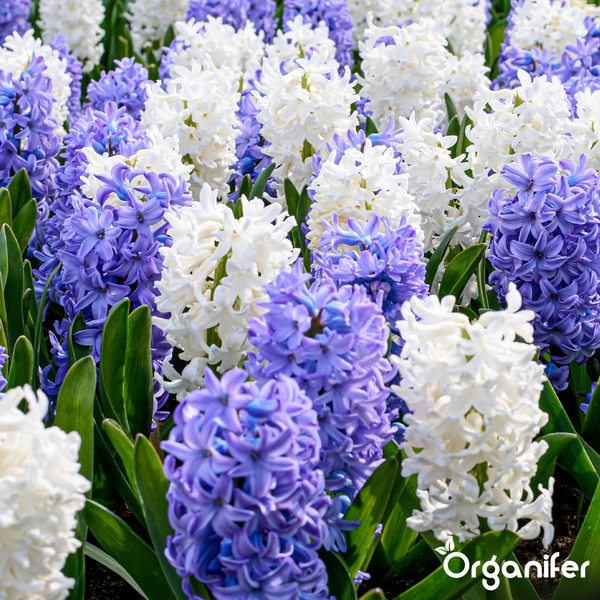 Feld mit blauen und weißen Hyazinthen