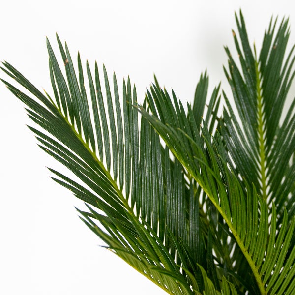 Bloomique - Cycas Revoluta - Palmfarn - Sagopalme - Palme - Sehr Pflegeleicht - Höhe 30-40 cm - Topf 12 cm