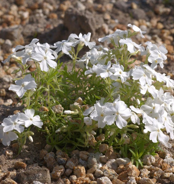 Blütenpolster mit weißen Blüten im Kiesbeet