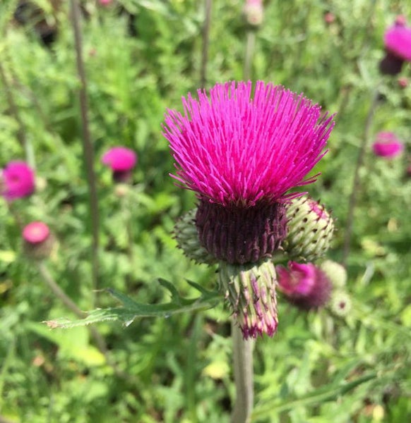 Nahaufnahme einer Kratzdistel mit purpurroten Blüten
