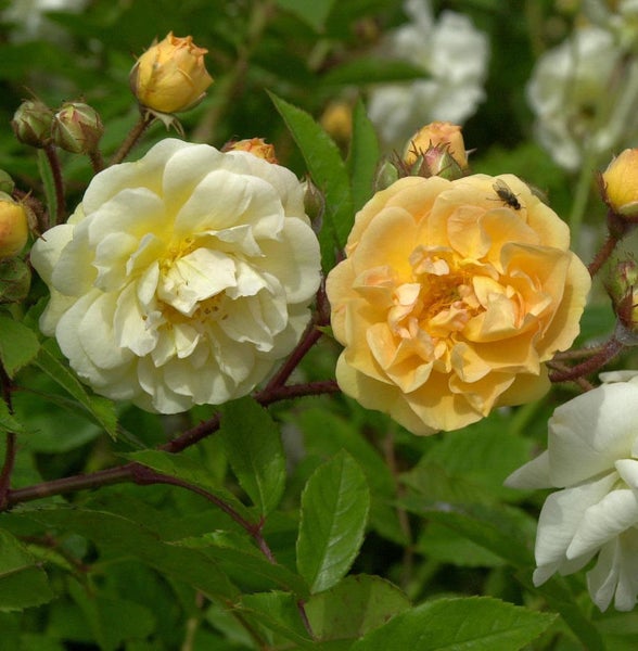 Nahaufnahme von gelben und weißen Rosenblüten mit grünen Blättern